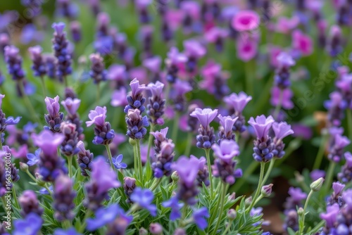a compact garden space with lavender, thyme, and catnip producing gentle aroma and soft textures for calming meditation and peaceful outdoor environment