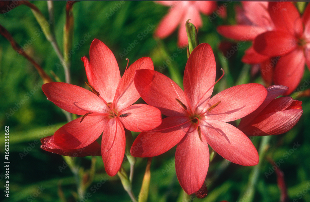 Fototapeta premium Lis des Cafres, Schizostylis coccinea Major