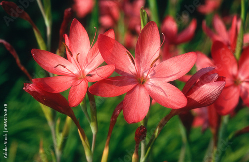 Lis des Cafres, Schizostylis coccinea Major