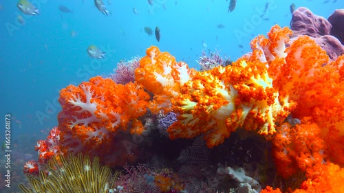 Diving in Komodo National Park. Indonesia.