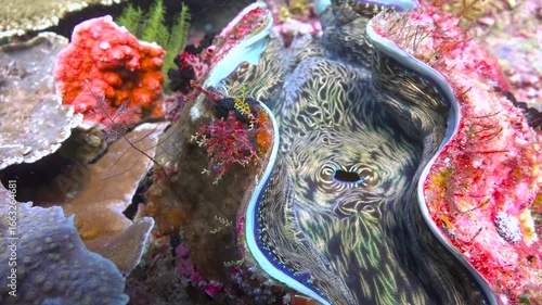 The giant tridacne clam. Diving in Komodo National Park. Indonesia.