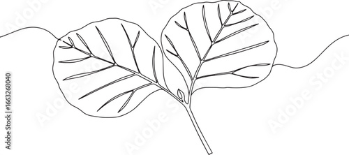 Minimalist line art illustration featuring two elegant teak leav
