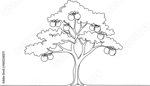 Elegant minimalist line drawing showcasing a bountiful persimmon