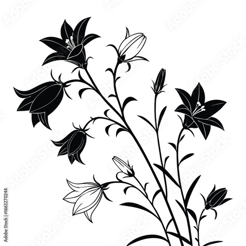 Silhouette of Bellflower Blossoms and Buds on Stems with Leaves campanula bloom