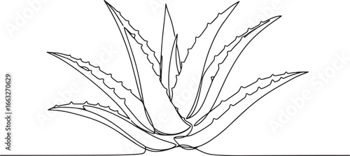 Elegant aloe vera plant continuous line drawing, minimalist styl