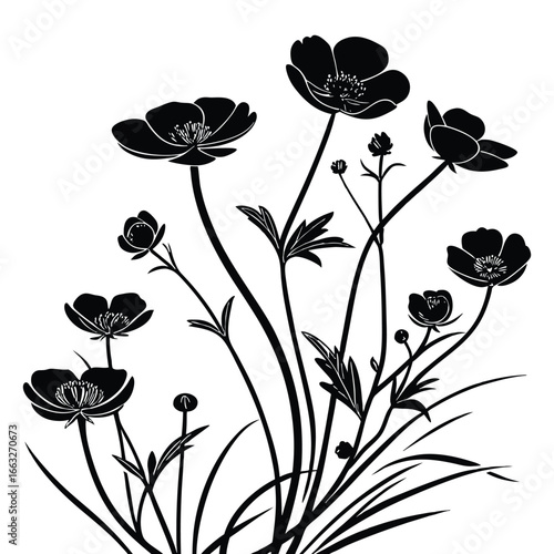 Silhouette of Buttercups with Delicate Petals and Leaves on Stems ranunculus flower