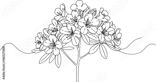 Elegant rhododendron plant illustration in minimal style on a wh