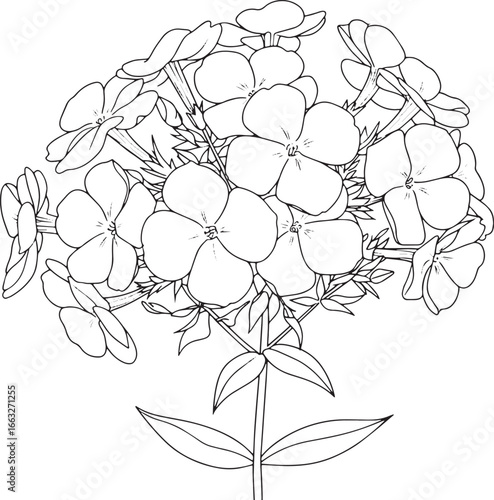 Elegant phlox flower outline illustration with decorative swirl