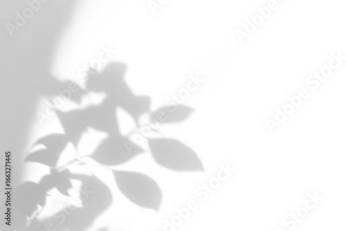 Wallpaper Mural  shadow overlay effects of realistic abstract natural tree leaves shadow on wall background,Summer sunlight and shadow on transparent background,shadow for photo interior backdrop studio mockup Torontodigital.ca