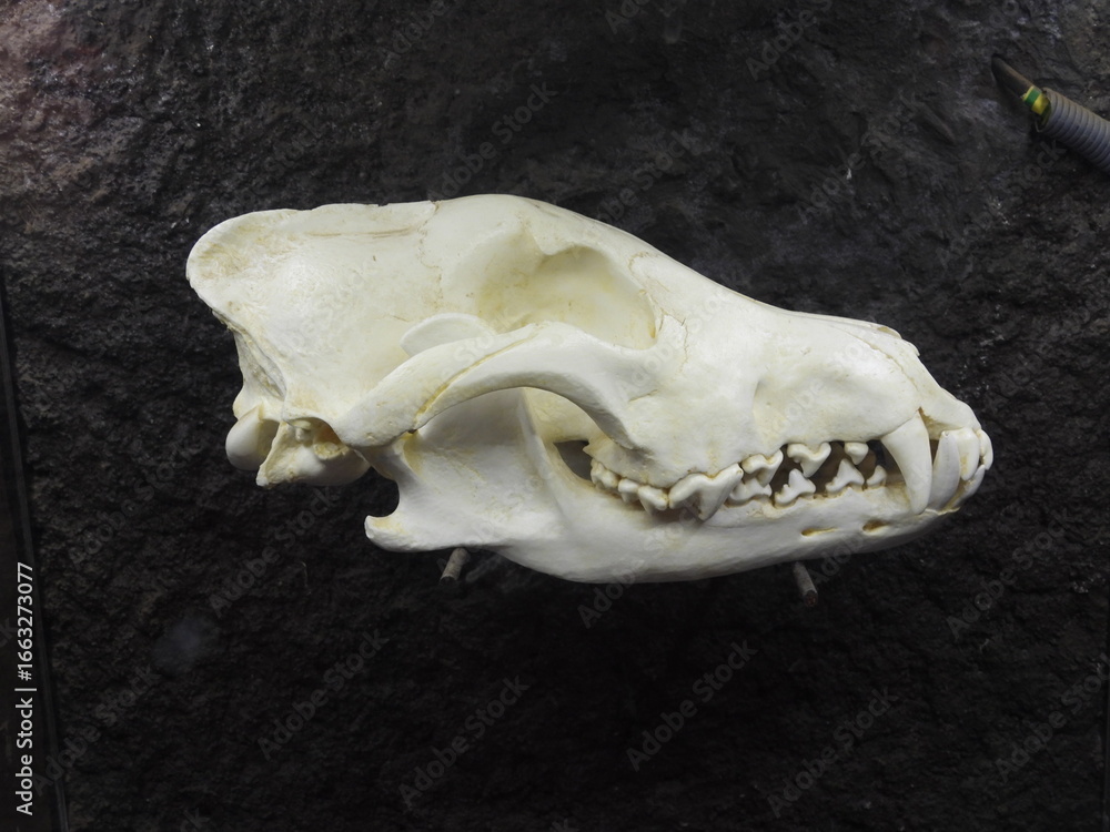 Fototapeta premium czaszka wilka