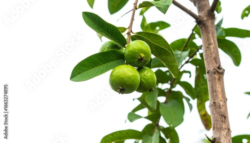 Wallpaper Mural Green guava fruit on tree branch Torontodigital.ca