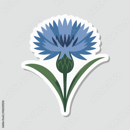 Blue cornflower sticker isolated on white background, a botanical illustration of a centaurea cyanus, perfect for floral designs, garden themes, or natural product labels