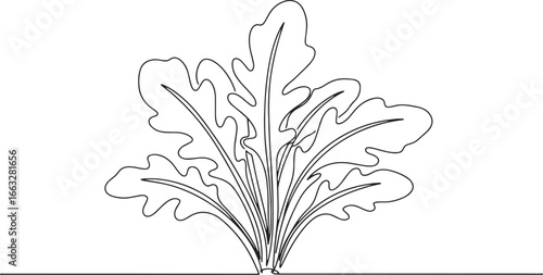 Elegant arugula sprig line drawing in minimalist style for organ