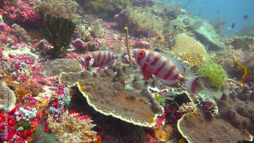 Bull-eye fish. Diving in Komodo National Park. Indonesia.