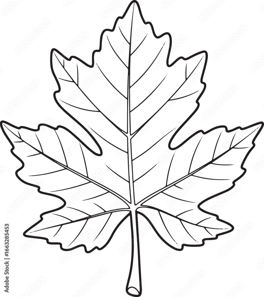 Fototapeta premium Outlined drawing of a buckeye leaf on a white background, for bo