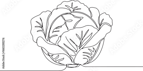 Elegant line art illustration of a fresh green cabbage on a whit