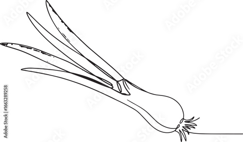 A single line drawing featuring a fresh spring onion with vibran
