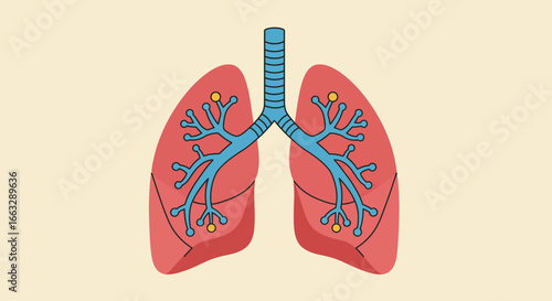Human Lungs Illustration with Trachea and Bronchial Tree.
