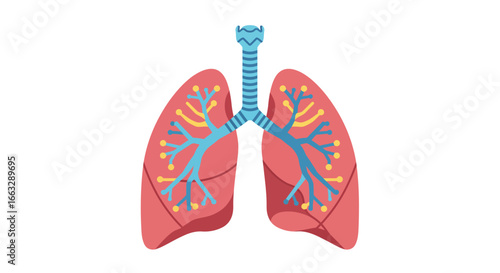 Anatomical Illustration of Human Lungs and Respiratory System.
