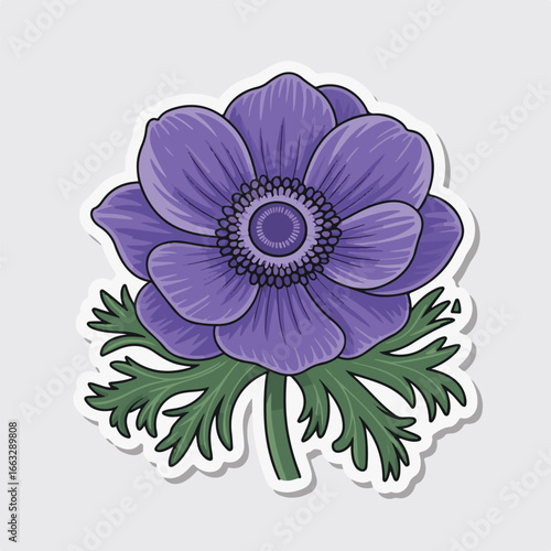 A beautiful stickerstyle illustration of a purple anemone flower with green leaves, perfect for floral designs and botanical themes, isolated on a clean background