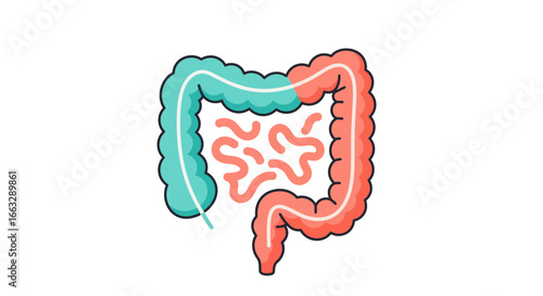 Colorful Cartoon Illustration of the Human Colon Anatomy.