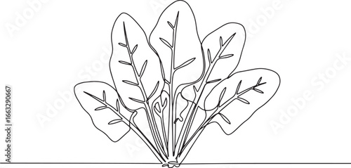Elegant spinach plant illustration in simple single line drawing
