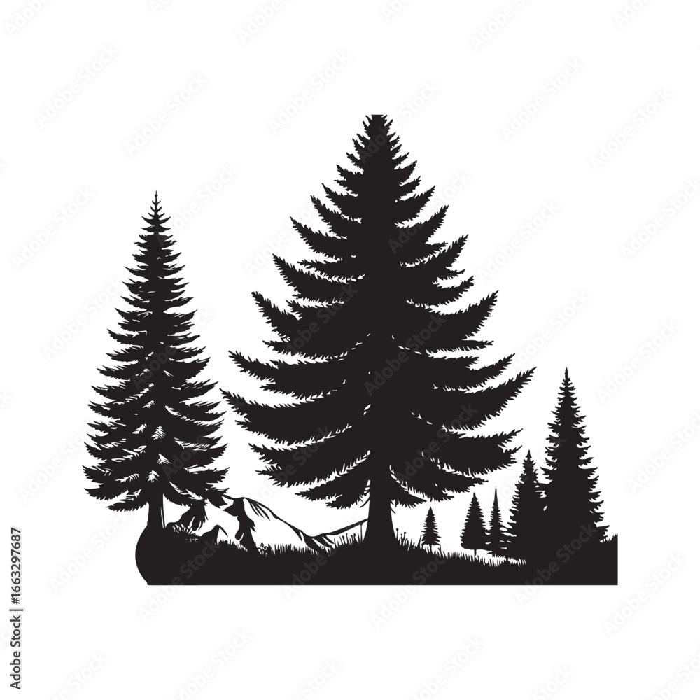 Obraz premium Douglas Fir Evergreen Conifer Tree Vector Design.
