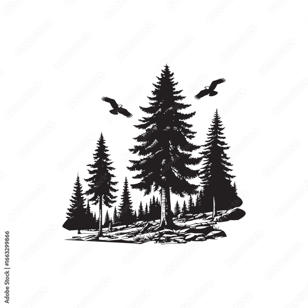 Obraz premium Douglas Fir Evergreen Conifer Tree Vector Design.