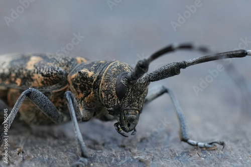 Closeup on a large European longhorn beetle, the Pine sawyer beetle, Monochamus galloprovincialis