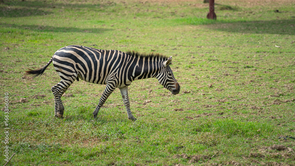 Naklejka premium Zebra horse is living at outdoor safari environment. Animal and wildlife in nature portrait photo.