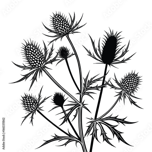 Black silhouette of a Eryngium thistle plant with spiky leaves and flower heads on white sea holly