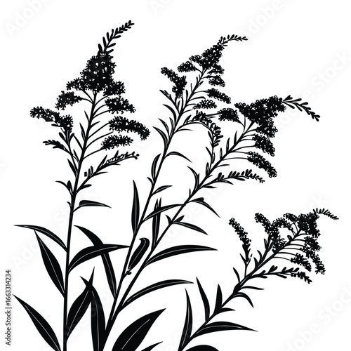 Black Silhouette of Goldenrod Flowers and Leaves on White Background vector illustration
