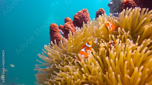 Symbiosis of clown fish and anemones. Diving in Komodo National Park. Indonesia.