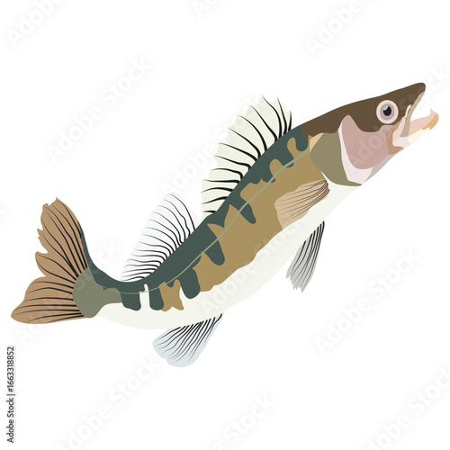 Zander fish Vector Artwork This is an EPS File