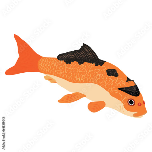 Koi fish orange black spot color Vactor illustration This is an EPS File