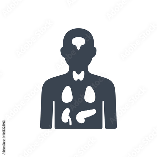 Endocrine Glands Diagram Icon