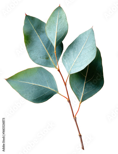 Close-up eucalyptus sprig (1)