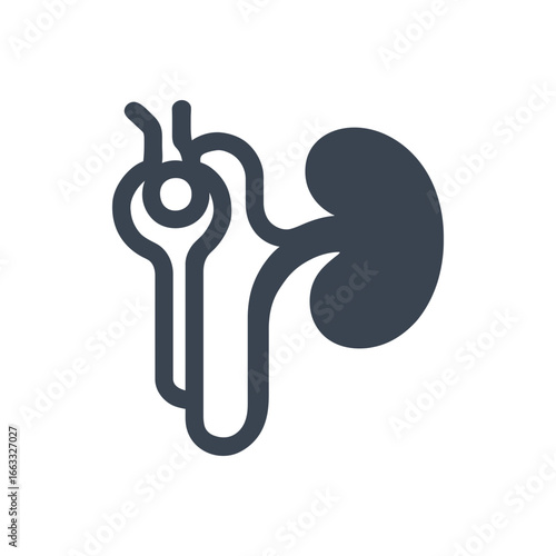 Nephron Anatomy Simplified Icon