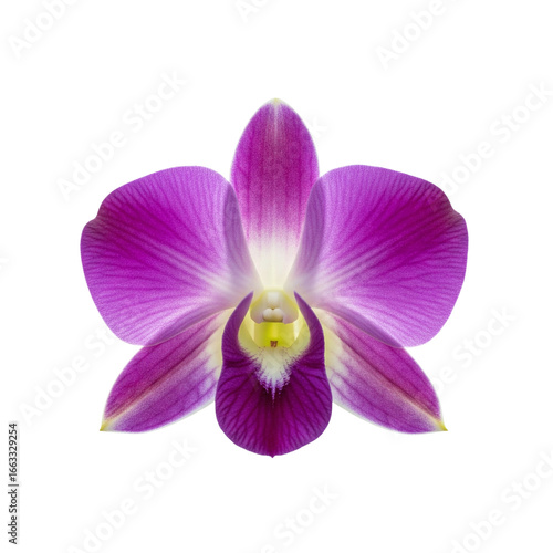 Tableau sur toile Purple dendrobium orchid flower isolated