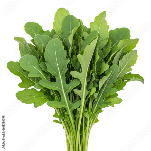 Obraz na plátně Fresh bunch of green arugula leaves