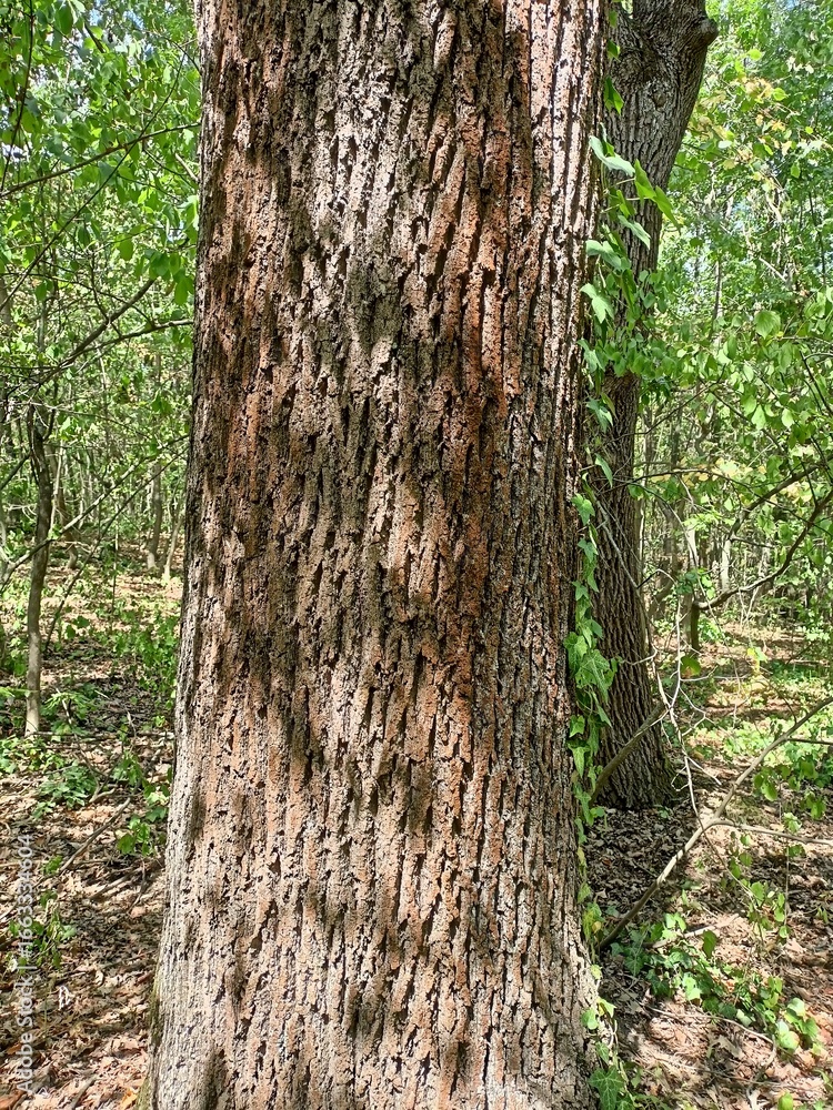Obraz premium trunk of a tree