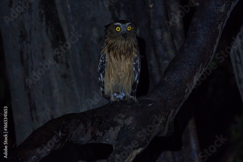 Buffy Fish Owl in Kinabatangan Wildlife Sanctuary, Sabah, Malaysia
