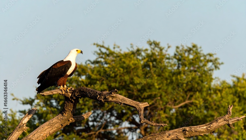 Naklejka premium White-backed sea eagle perched on a tree branch.