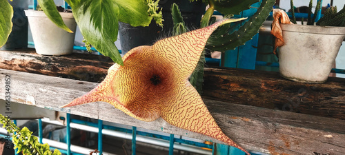 Fotografia Close-up photo of Stapelia gigantea, an exotic succulent featuring a large star-