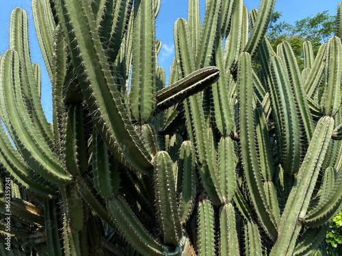 Cereus repandus, cactus tree, clear blue sky background