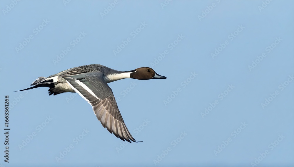 Fototapeta premium A teal duck in flight against a pale blue sky.