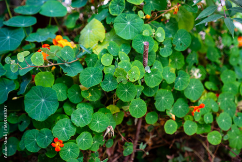 Nahaufnahme von Kapuzinerkresse Tropaeolum mit runden Blättern und leuchtend orangefarbenen Blüten