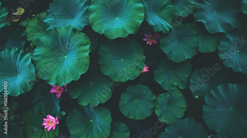 A large forest of green lotus leaves with many small pink buds, captured in HD with a top-down view and close-up focus, showcasing clear details of the leaves and buds in high-resolution.