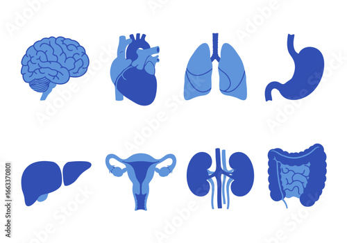An Illustrated Collection of Human Internal Organs Depicting the Brain Heart Lungs Stomach Liver Reproductive System Kidneys and Intestines in a Stylized Blue Graphic Design