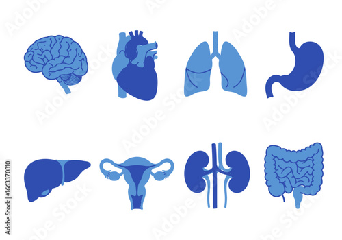 Anatomy Collection of Human Internal Organs Depicted in Simple Blue Silhouettes Showing the Brain Heart Lungs Stomach Liver Reproductive System Kidneys and Intestines